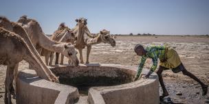 A group of shepherds and their livestock arrive in the community of Sincaro, in the Sanag region, Somalia, where Oxfam has built a water supply system for people and animals. Credit Pablo Tosco