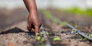 A farmer drilling a hole with a finger to plant a basil seedling. Credit: Bryson Sayuni/Oxfam