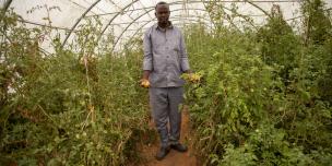 In Faramaraa village, Hirsi Ahmed stands inside the community greenhouse holding freshly harvested onions. Credit: Hassan Siyad/Oxfam