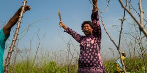 Magdalene Bangura harvests cassava on the 14 acre farm she shares with members of FEMINET. Phto credit : Nana Kofi Acquah / Oxfam