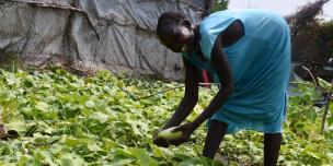 Roda picking cucumber from the farm. Photo credit: Yangi Teresa/ Oxfam