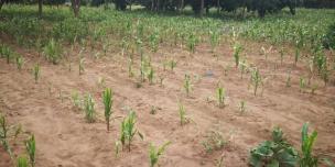 Failed maize crop in Lusaka Zambia. Photo Credit: Tipple Ntini/Oxfam Failed maize crop in Lusaka Zambia. Photo Credit: Tipple Ntini/Oxfam