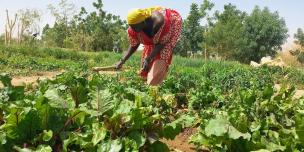 Fatto Ousmane, la championne du jardinage dans le village de Zindiga au Mali. Photo Credit: Djigui Keita/ Oxfam Fatto Ousmane, la championne du jardinage dans le village de Zindiga au Mali. Photo Credit: Djigui Keita/ Oxfam