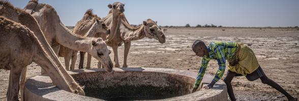 A group of shepherds and their livestock arrive in the community of Sincaro, in the Sanag region, Somalia, where Oxfam has built a water supply system for people and animals. Credit Pablo Tosco