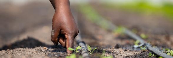 A farmer drilling a hole with a finger to plant a basil seedling. Credit: Bryson Sayuni/Oxfam
