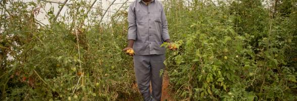 In Faramaraa village, Hirsi Ahmed stands inside the community greenhouse holding freshly harvested onions. Credit: Hassan Siyad/Oxfam