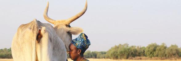 What Mali’s Dairy Sector Can Teach Africa About Agrifood Transformation