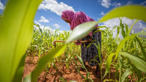 At the sorghum field of Shamis Ali Dahir in Garowo, Jarar District, Somali Region, Ethiopia: Shamis Ali Dahir’s daughter Nasri Hamdi Abdulahi, 20, is checking the field and weeding. Photo credit: Petterik Wiggers / Oxfam At the sorghum field of Shamis Ali Dahir in Garowo, Jarar District, Somali Region, Ethiopia: Shamis Ali Dahir’s daughter Nasri Hamdi Abdulahi, 20, is checking the field and weeding. Photo credit: Petterik Wiggers / Oxfam