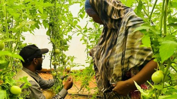 Asha and Mustafe inspect tomatoes and their readiness for harvest. Photo credit: Ahmed Osman/ Oxfam Asha and Mustafe inspect tomatoes and their readiness for harvest. Photo credit: Ahmed Osman/ Oxfam