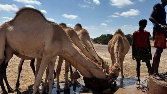 Camels line up neatly in intervals of four to drink from a large basin while their herders watch nearby. Photo credit: Ahmed Osman/ Oxfam Camels line up neatly in intervals of four to drink from a large basin while their herders watch nearby. Photo credit: Ahmed Osman/ Oxfam