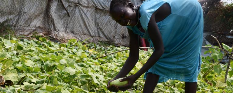 Roda picking cucumber from the farm. Photo credit: Yangi Teresa/ Oxfam