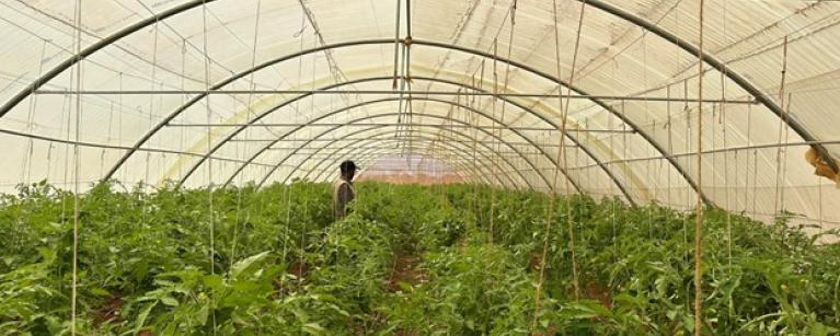 Mustafe Ahmed, Livelihoods and Economic Growth Coordinator of Oxfam Somali Program shows the scale of the greenhouse. The capital investment including the materials use for constructing one greenhouse is $7000. Each greenhouse has been planted with 1,000 units of tomatoes. Photo credit: Ahmed Osman/ Oxfam