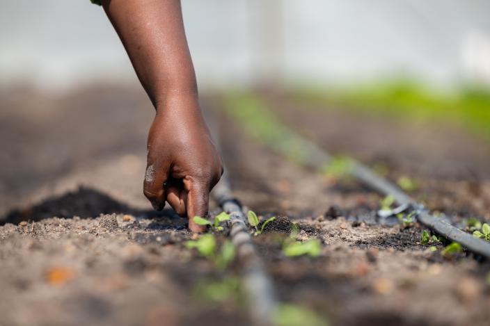 A farmer drilling a hole with a finger to plant a basil seedling. Credit: Bryson Sayuni/Oxfam