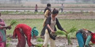 Unfair Harvest: The State of Rice in Asia