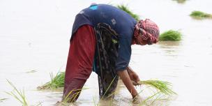 Urgent action needed for Asia's rice farmers