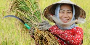 How Vietnamese smallholders overcame a twofold crisis How Vietnamese smallholders overcame a twofold crisis