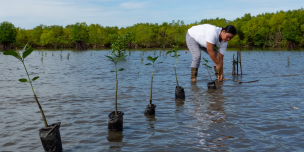 As a member of a women's group involved in mangrove restoration, Rowena Obina plants saplings as part of a project to safeguard her community from intense storms and foster the growth of fish, shellfish, and other marine creatures.
