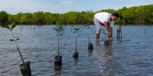 As a member of a women's group involved in mangrove restoration, Rowena Obina plants saplings as part of a project to safeguard her community from intense storms and foster the growth of fish, shellfish, and other marine creatures. 