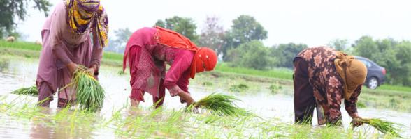 Women farmers transplanting rice