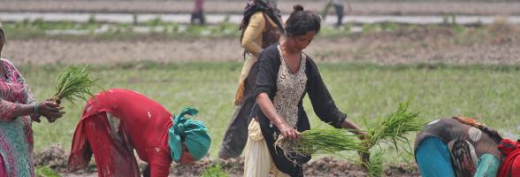 Unfair Harvest: The State of Rice in Asia