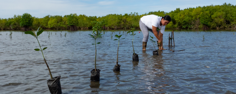 As a member of a women's group involved in mangrove restoration, Rowena Obina plants saplings as part of a project to safeguard her community from intense storms and foster the growth of fish, shellfish, and other marine creatures. 