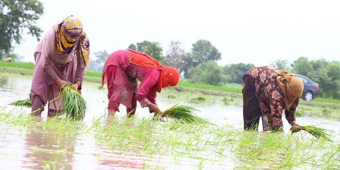 Women farmers transplanting rice