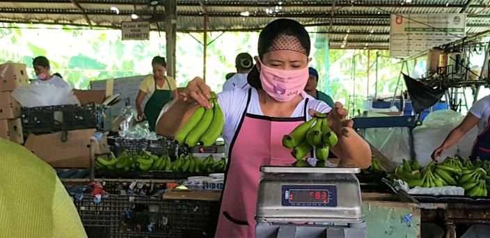 A woman worker weighs bananas in a packing plant in Davao de Oro. A worker weighs bananas in a packing plant in Davao de Oro. Most women in the banana farming industry work in these plants, handling hundreds of bananas per day.