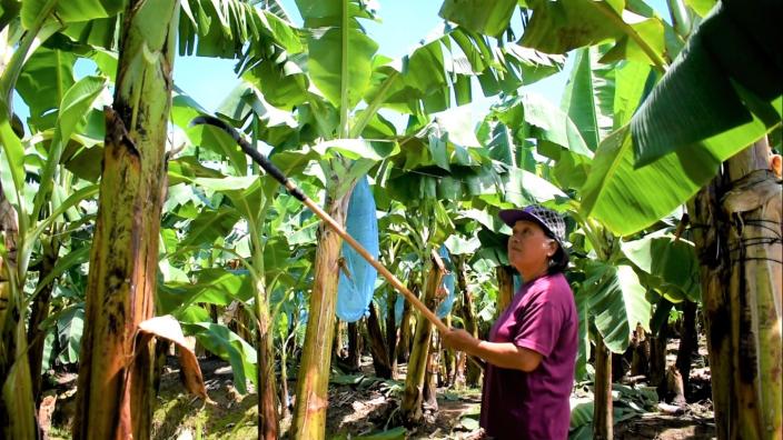 A woman banana farmer