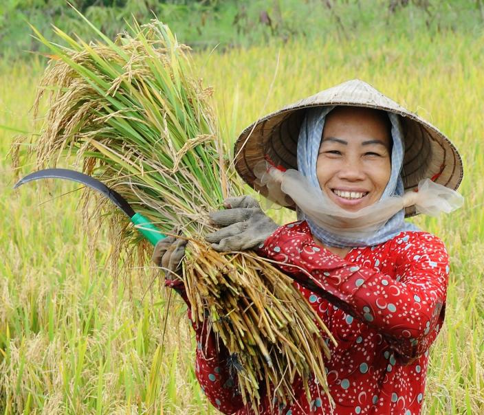 How Vietnamese smallholders overcame a twofold crisis