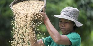 Blockchain for Livelihood from Organic Cambodian Rice