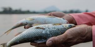 Economic Evaluation of Hydropower Projects in the Lower Mekong Basin