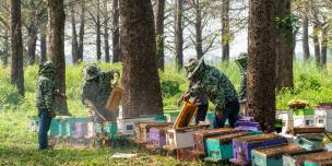 Kapok honey harvesting, Kampong Cham province. 