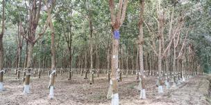 Rubber plantation in Ratanakiri province. ©Asisah Man/Oxfam Rubber plantation in Ratanakiri province. ©Asisah Man/Oxfam