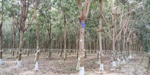 Rubber plantation in Ratanakiri province. ©Asisah Man/Oxfam