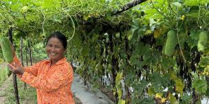 Ms.Phoeung Lam, under her winter gourd garden. Ms.Phoeung Lam, under her winter gourd garden.
