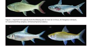 The Potential Impacts of Water Infrastructure Development on Fish Spawning Habitat in Cambodia The Potential Impacts of Water Infrastructure Development on Fish Spawning Habitat in Cambodia