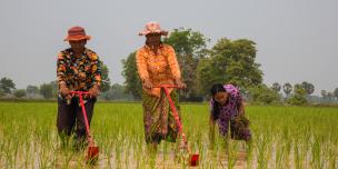 Savann Oeurm/Oxfam Helping Farmers to Increase Yields and Knowledge