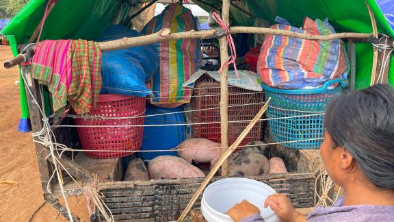 A displaced woman feeds her piglets from a cart within the temporary settlement area, exemplifying resilience and resourcefulness in maintaining her livelihood under challenging conditions. A displaced woman feeds her piglets from a cart within the temporary settlement area, exemplifying resilience and resourcefulness in maintaining her livelihood under challenging conditions.