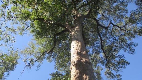 Phnom Torntang Forest is home to endangered species like the sun bear, green peafowl great hornbill and several other species. 
