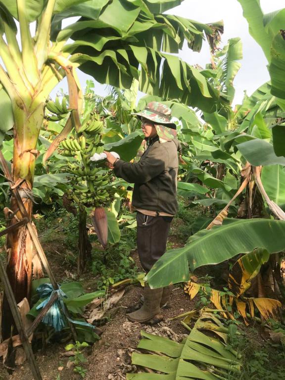 Sreypov Thel while working in the banana farm, Kratie province Sreypov Thel while working in the banana farm, Kratie province