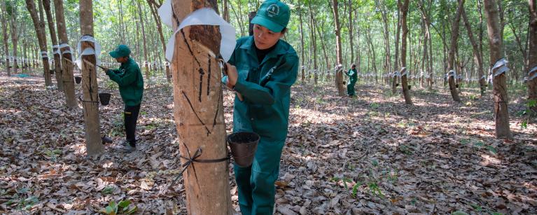 Ms. Kanha Sieng, worker at the rubber farm, Ratanakiri province. Photo: Oxfam