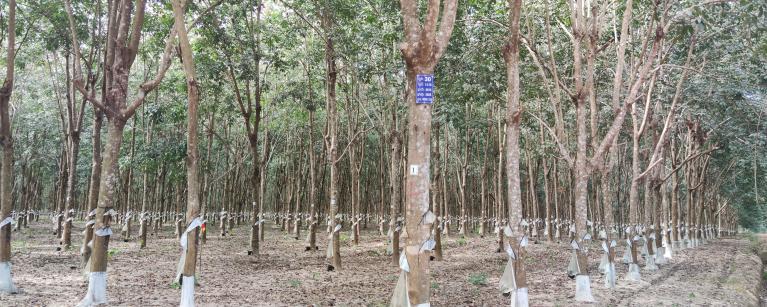 Rubber plantation in Ratanakiri province. ©Asisah Man/Oxfam