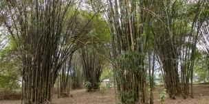 Bamboo plantation