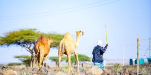 Camels
