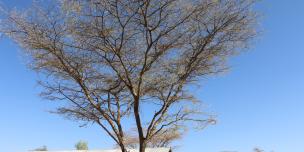 Lokwamusing, a village in Turkana county of Kenya. Photo Credit/Blandina Bobson