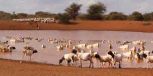 Goats drinking water from a borehole. Photo Credit: Benson Guantai