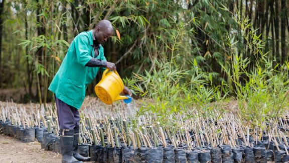 Bamboo seedlings