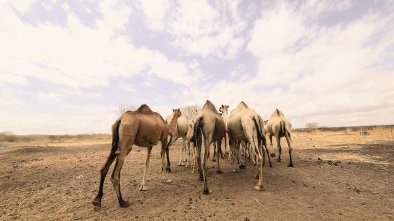 Camel