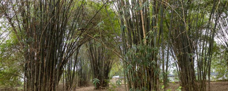 Bamboo plantation