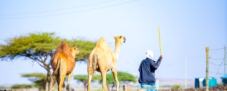 Camels